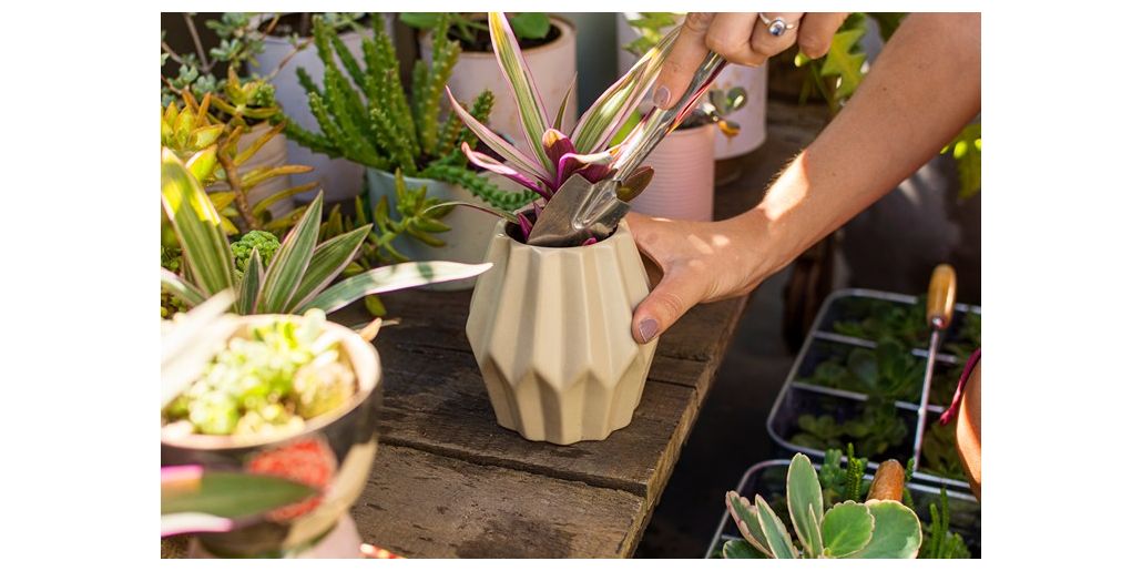 Ai nevoie de solutii nutritive pentru florile tale?