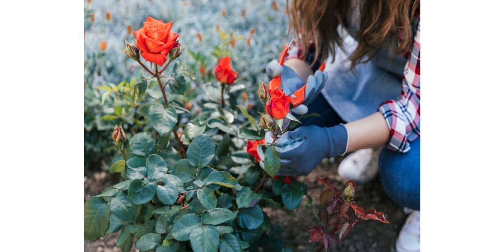 Cum sa ingrijiti trandafirii: sfaturi practice pentru o gradina plina de culoare!