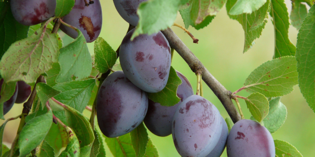 Calendar stropiri pomi fructiferi samburoase - Prun
