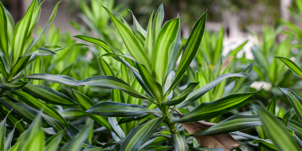 Dracaena: ghid esential pentru ingrijire si inmultire de succes