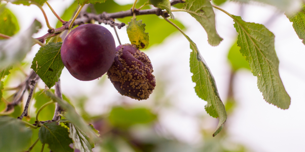 POMI FRUCTIFERI – SAMBUROASE - Schema de tratament (combatere boli si daunatori, informatii aplicare) 