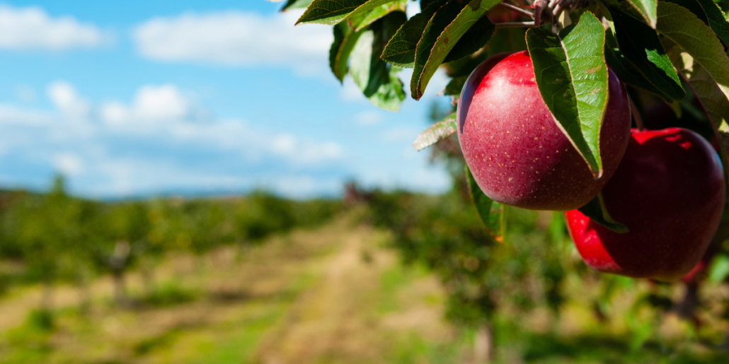POMI FRUCTIFERI – SEMINTOASE- Schema de tratament (combatere boli si daunatori, informatii aplicare)  