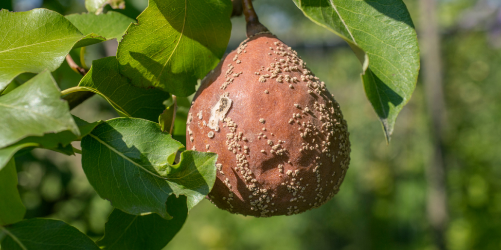 Karbicure: fungicidul bio impotriva bolilor plantelor