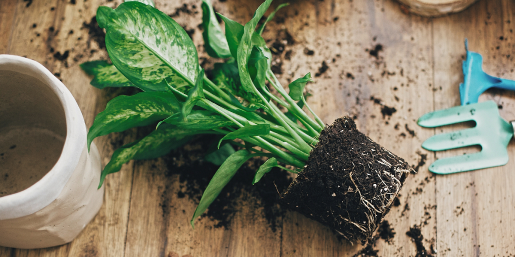 Schimbarea pamantului si a ghivecelor la plantele de interior