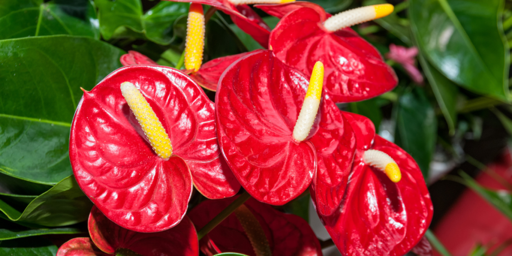 Anthurium: ghid esential pentru ingrijire si inmultire de succes
