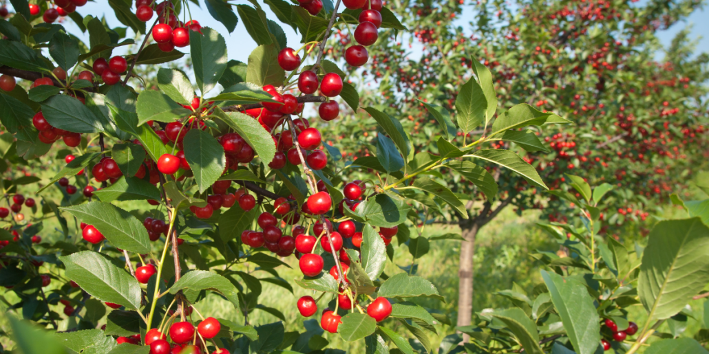 Fungicidul Kupferol: protectie bio pentru pomi, legume si vita de vie 