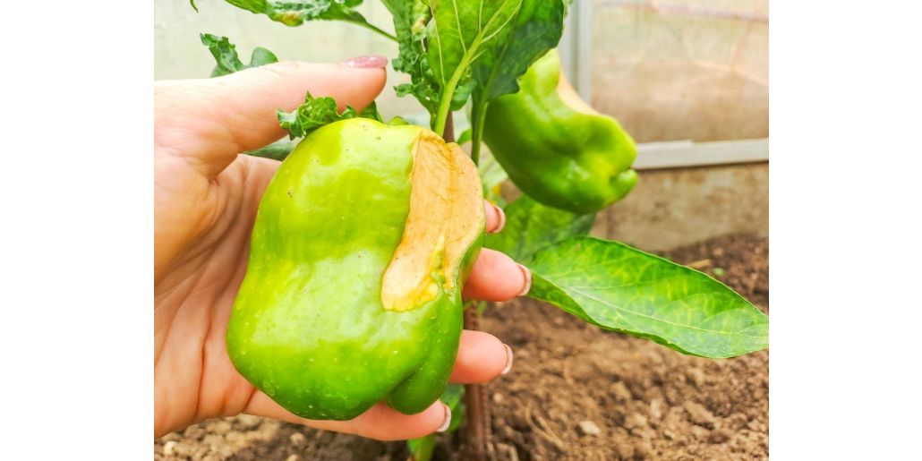 Arsuri solare la legume: cauze si preventie