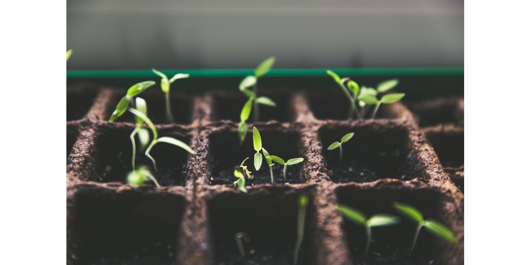 Caderea plantutelor: tratamente si recomandari la rasaduri