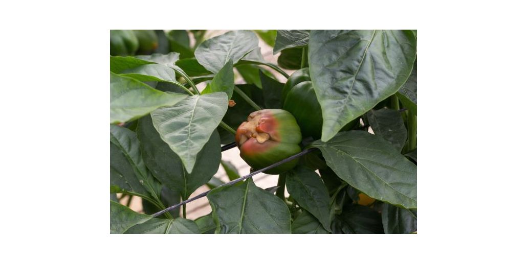 Carenta de calciu la legume: cauze si preventie
