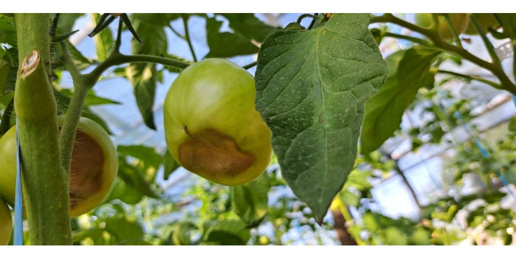 Carenta de calciu la tomate: cauze si preventie