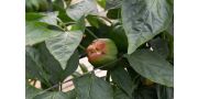 Carenta de calciu la legume: cauze si preventie
