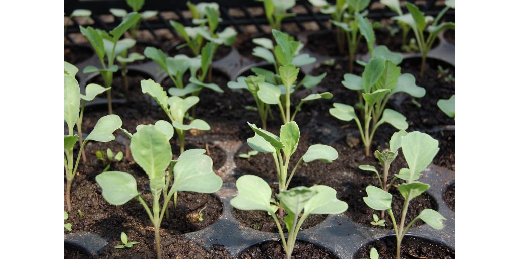 Cum alegem pamantul potrivit pentru rasadurile de legume