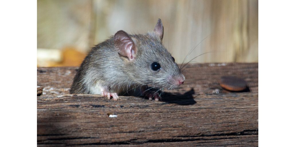 Combate soarecii si sobolanii cu otrava: variante de raticide