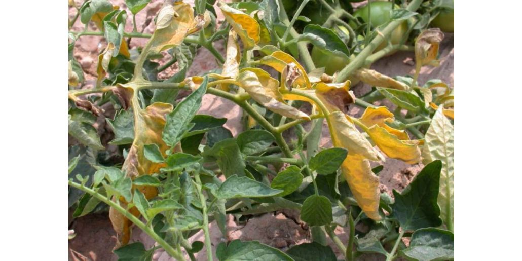 Fuzarioza la tomate - tratamente si recomandari