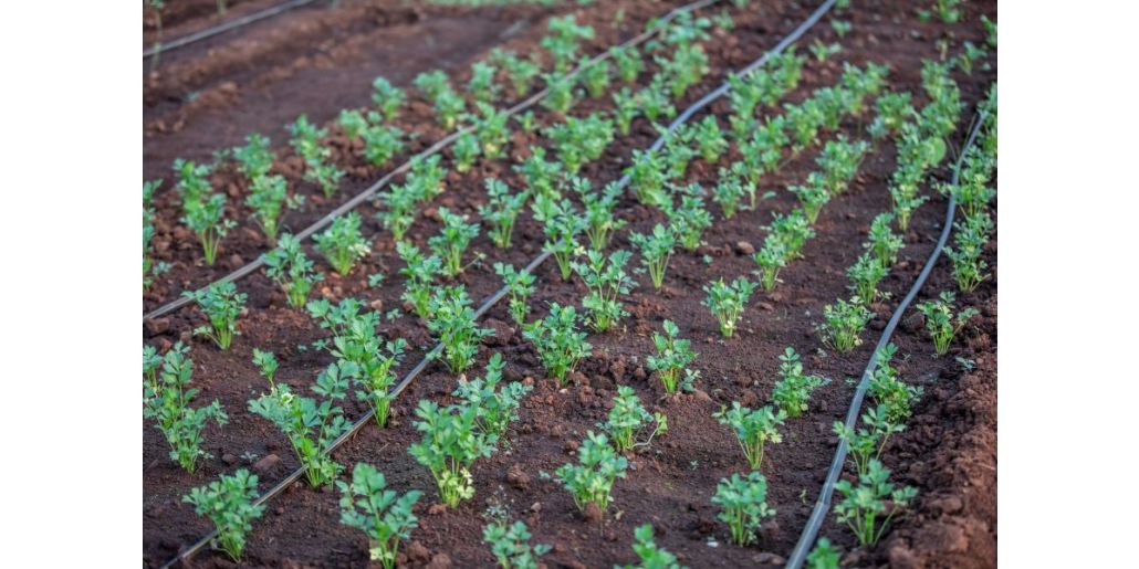 Pamantul potrivit: cheia succesului in cultivarea plantelor
