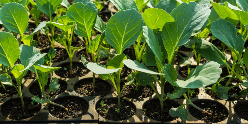 Plantator rasaduri: plantare rapida, uniforma si fara efort
