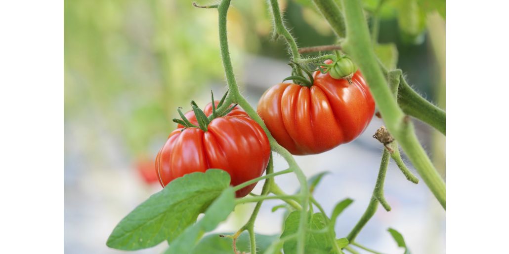 Tomate - Schema de tratament (combatere boli si daunatori, informatii aplicare)