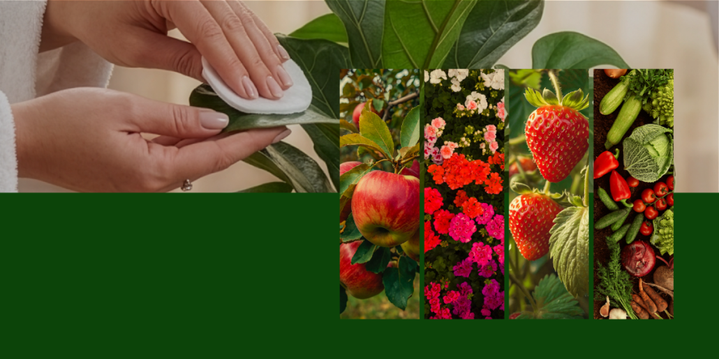 Spa-ul plantelor: campania Agrii Romania dedicata ingrijirii si rasfatului plantelor