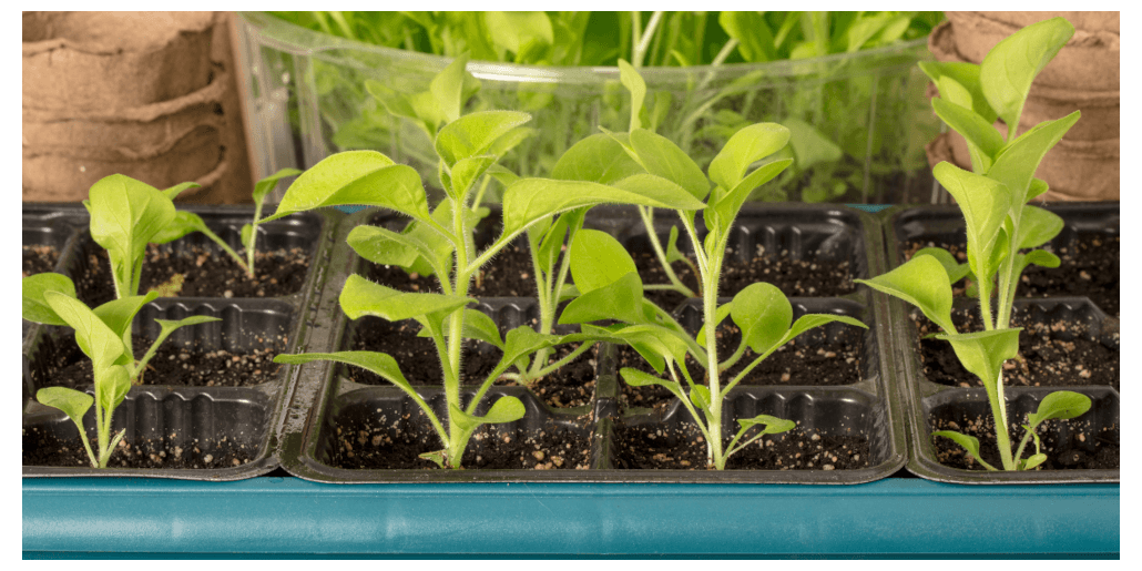 Turba pentru rasaduri: suport pentru cresterea plantelor sanatoase