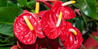 Anthurium: ghid esential pentru ingrijire si inmultire de succes