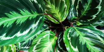 Calathea: ghid esential pentru ingrijire si inmultire de succes