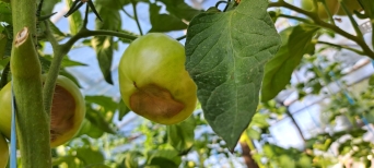 Carenta de calciu la tomate: cauze si preventie
