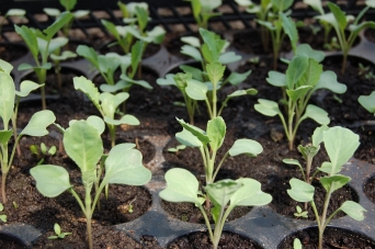 Cum alegem pamantul potrivit pentru rasadurile de legume
