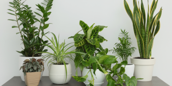 Sezonul rece si plantele de interior: ingrijirea corecta in perioada de repaus