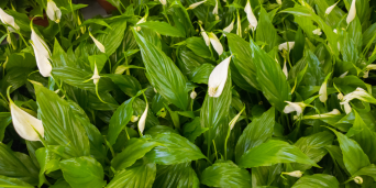 Spathiphyllum (Crinul pacii): ghid esential pentru ingrijire si inmultire de succes