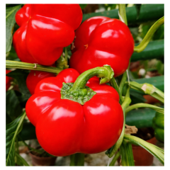 SEMINTE ARDEI GOGOSAR SCORILO F1 50SEM - HE