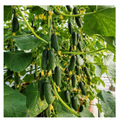 SEMINTE CASTRAVETI CORNISON PRUT F1 50SEM - HE