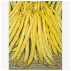 SEMINTE FASOLE OLOAGA FIDELUTA BERGGOLD 180GR