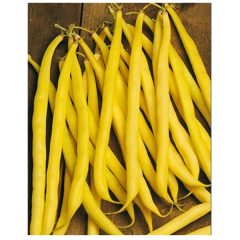 SEMINTE FASOLE OLOAGA RE DEI BURRI 250GR