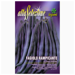 SEMINTE FASOLE URC. FIDELUTA A COSSE VIOLETTE 140GR