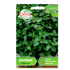 seminte_menta_spicata_005_op