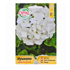 SEMINTE MUSCATA ALBA 107 - OP