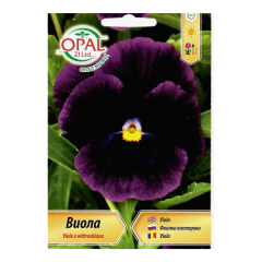 seminte_panselute_albastre_viola_036_op
