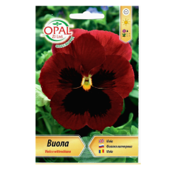 seminte_panselute_rosii_viola_035_op