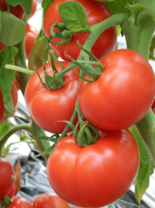 SEMINTE TOMATE KIVELI F1 100SEM - LEN