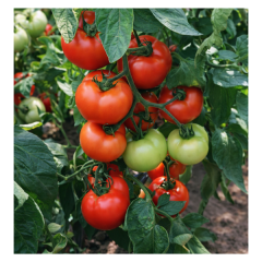 SEMINTE TOMATE MOLDOVEANU F1 100SEM - HE