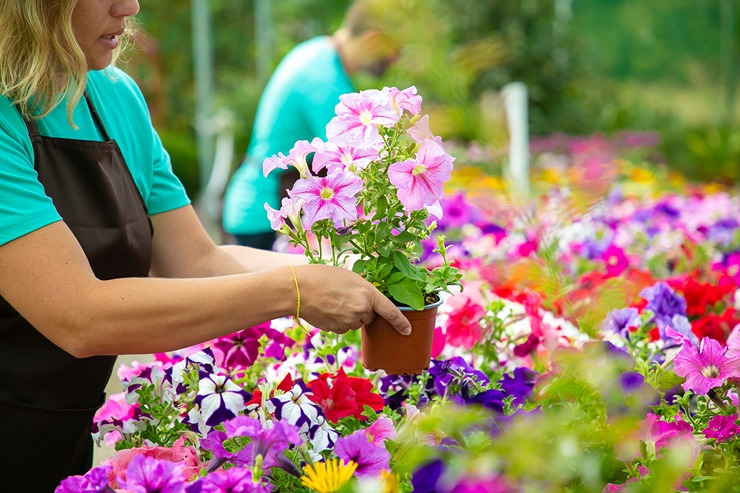 Avem soluții pentru florile tale: AGRII PACK FLORI!