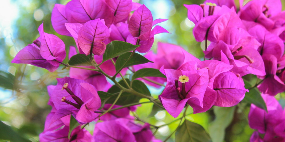 Bougainvillea: ghid esential pentru ingrijire si inmultire de succes