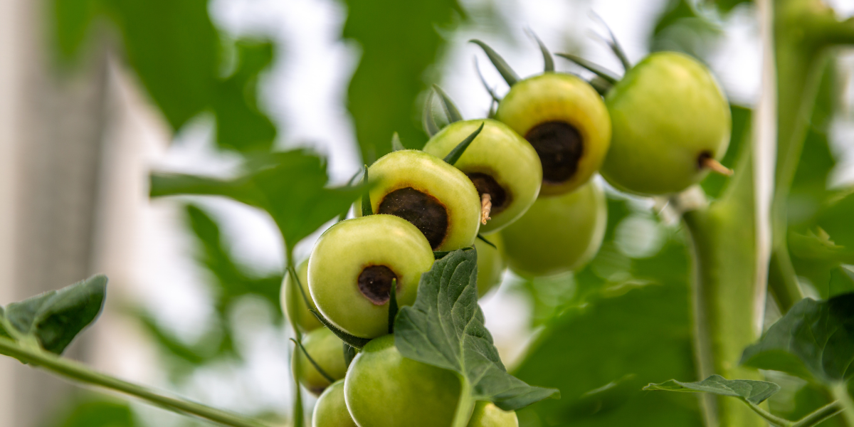 Carenta de calciu la tomate: cauze si preventie