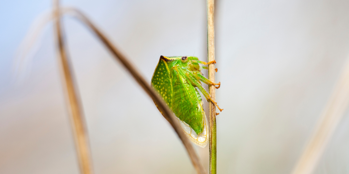 Cicada gheboasa - tratamente si recomandari