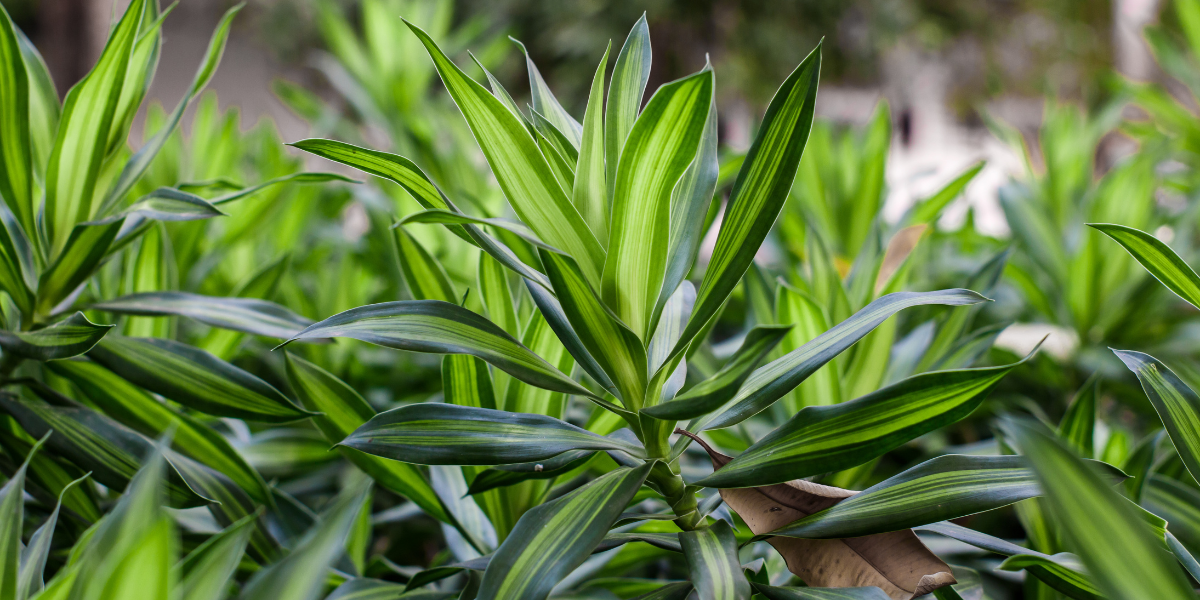 Dracaena: ghid esential pentru ingrijire si inmultire de succes