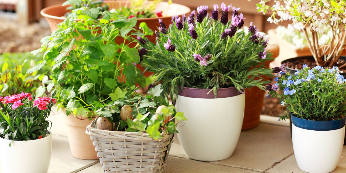 Ghivece flori Desch Plantpak – rezistente, moderne si sustenabile