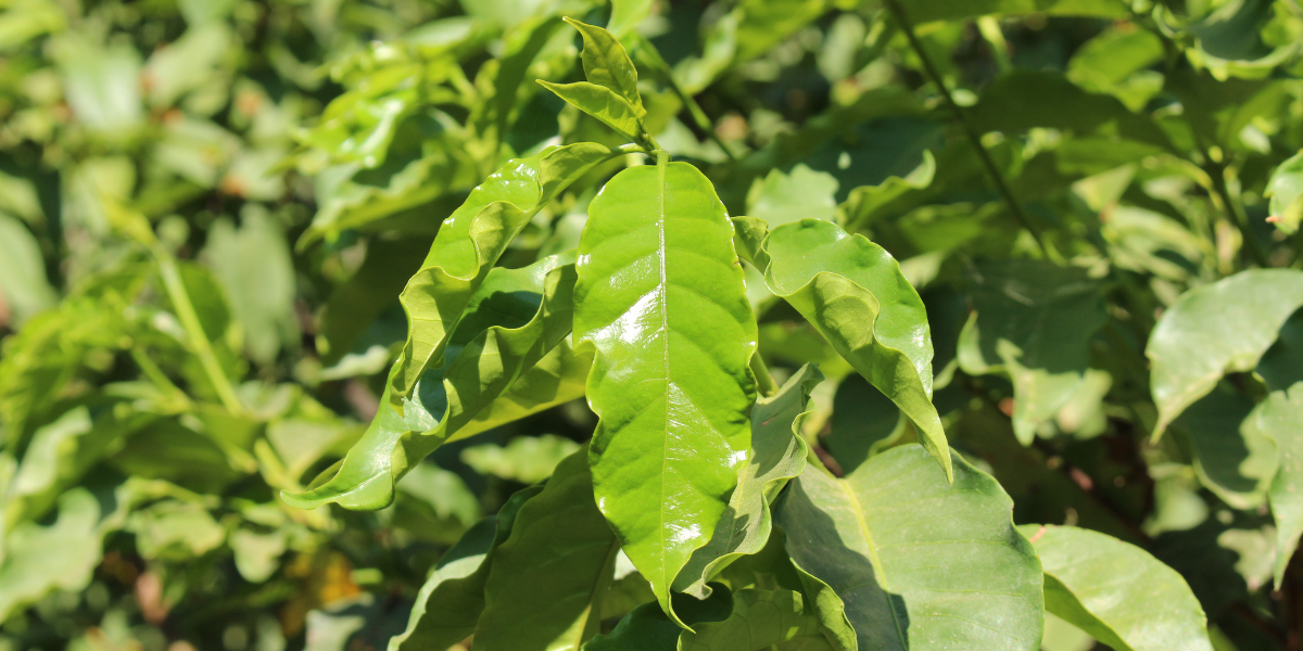 Arbore de cafea: ghid esential pentru ingrijire si inmultire de succes 