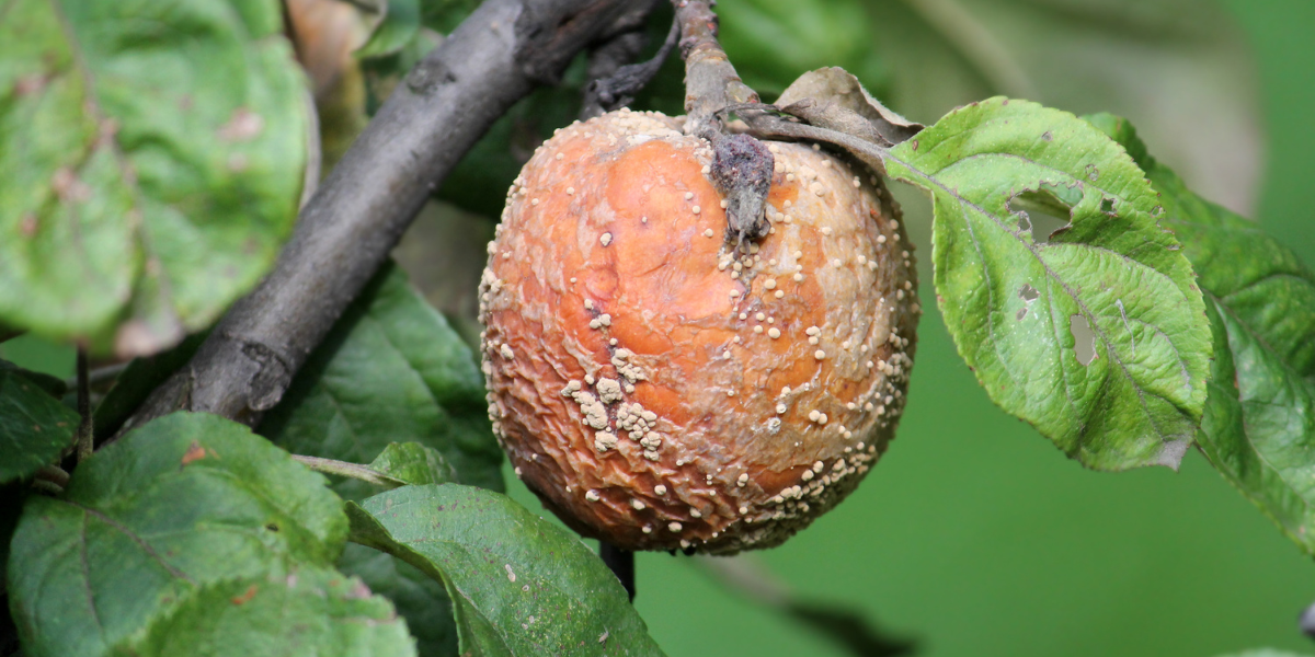 Putregaiul brun: monilioza fructelor (Monilinia fructigena) – tratamente si recomandari