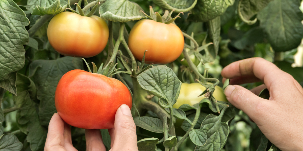 Cabrio Top: combate eficient mana la vita de vie si tomate 