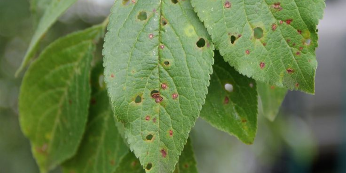 Ciuruirea micotica a frunzelor - tratamente si recomandari